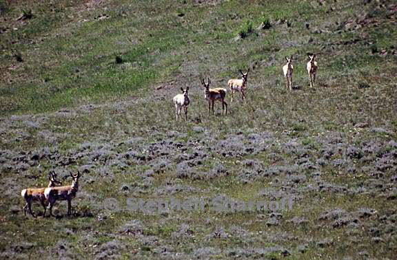 pronghorns 2 graphic